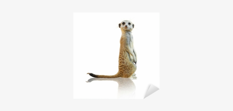 Printable Pictures Of Meerkats, transparent png #3252041