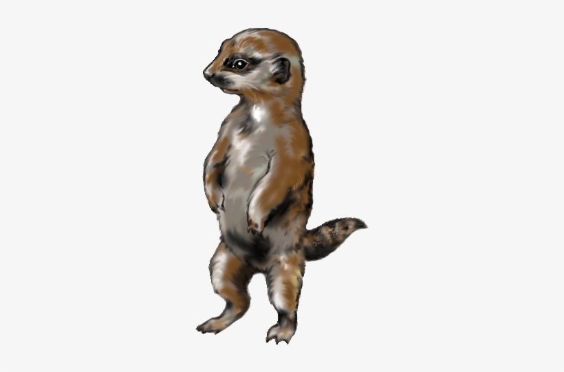 Meerkat - Weasel, transparent png #3252161