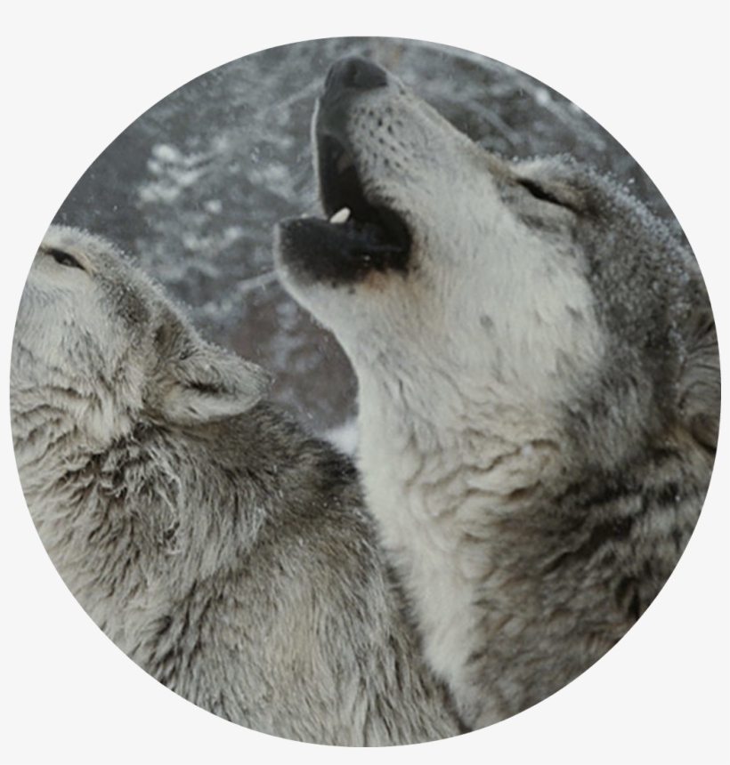 Fightermidnight - Poster: Dutcher's Trio Of Gray Wolves, Canis Lupus,, transparent png #3252410