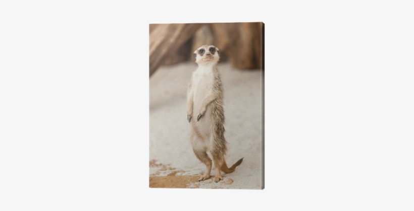 Meerkat, transparent png #3252501