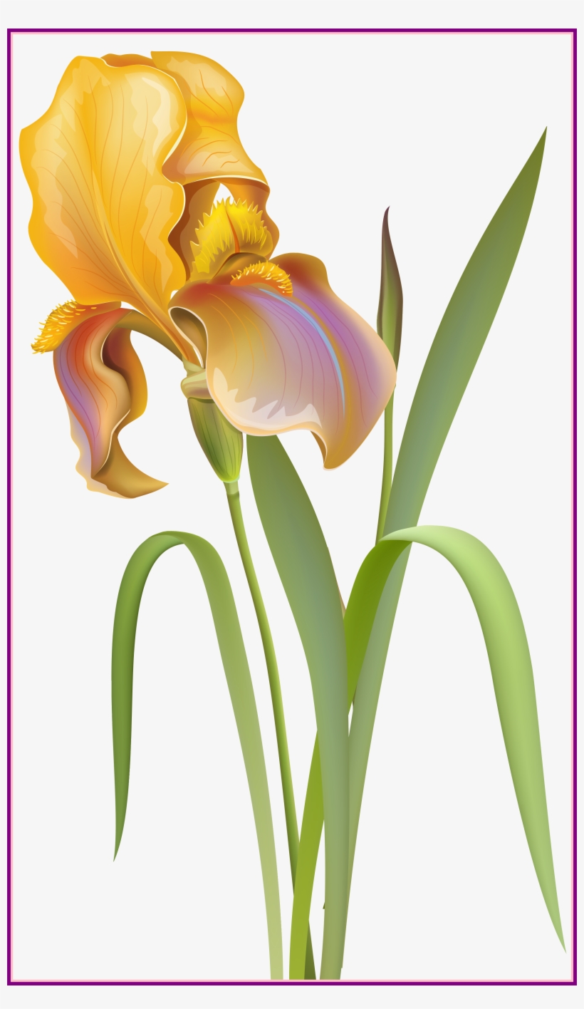 Amazing Iris Flower Png Clip Art Best Web Clipart Of - Flower, transparent png #3252684