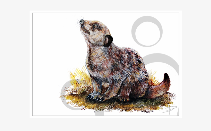 Meerkat, transparent png #3252733