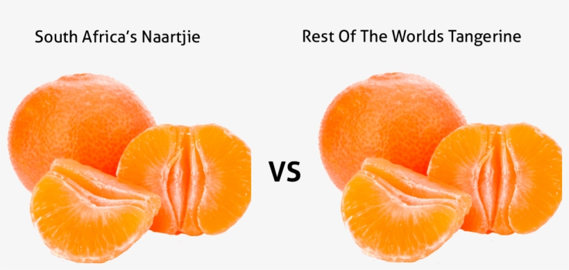 Tangerine Clipart Naartjie - Naartjie Fruit South Africa, transparent png #3253145