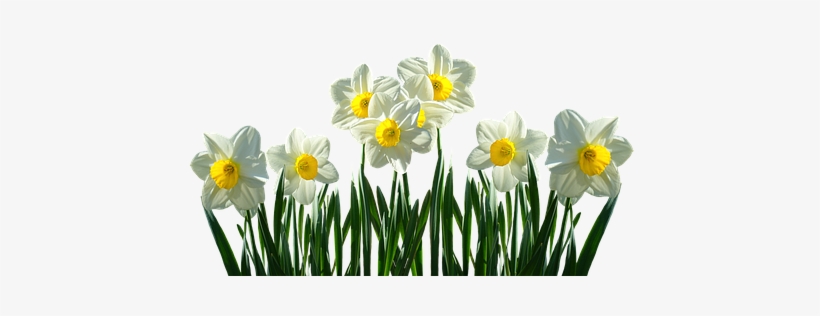 Daffodils, Osterglocken, Spring, Easter, Spring Flowers - Narcissen Png, transparent png #3253282