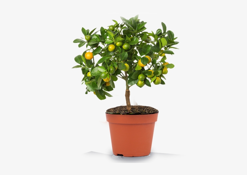 Lemon Plant In Pot With White Background, transparent png #3253284