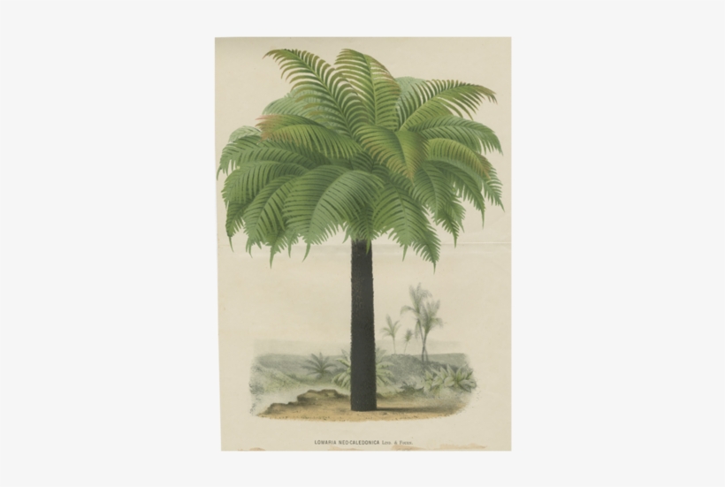 Palm - John Derian, transparent png #3253766