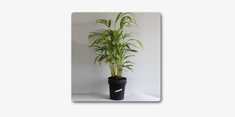 Good Luck Palm, transparent png #3253947