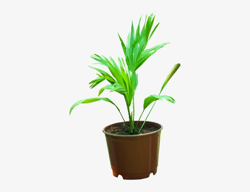Houseplant, transparent png #3253968