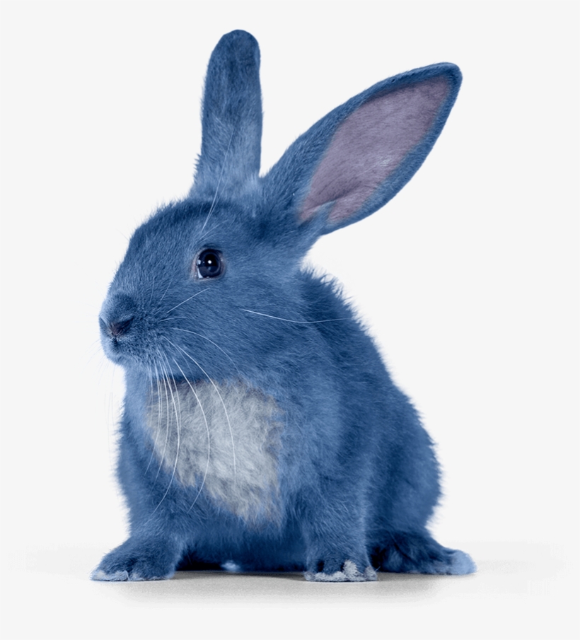 Bleach Logo Png - Blue Bunny, transparent png #3255169