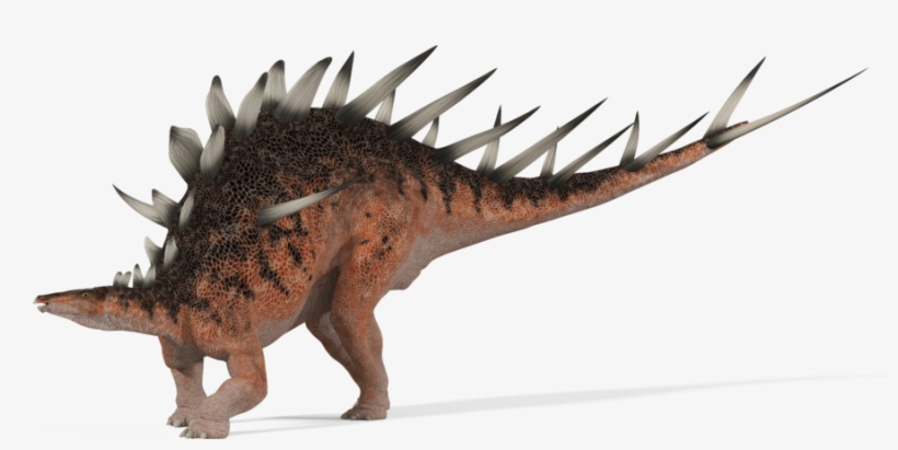 Kentrosaurus - Kentrosaurus Png, transparent png #3258282