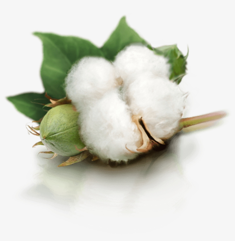 Free Png Cotton Plant Png Images Transparent - Cotton Png, transparent png #3260956