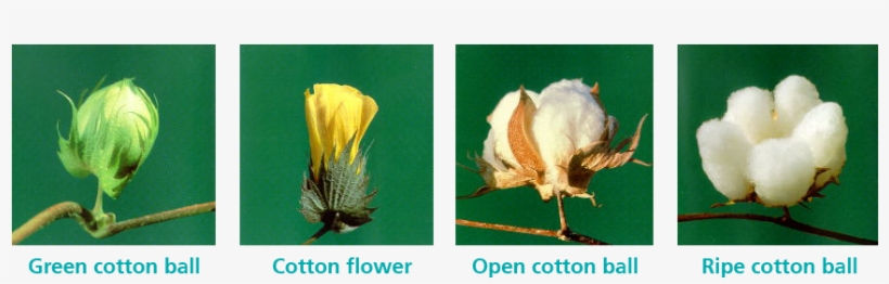 Cotton Growth Stage Chart