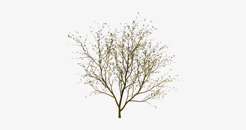 Thin Tree Without Leaves, transparent png #3261122