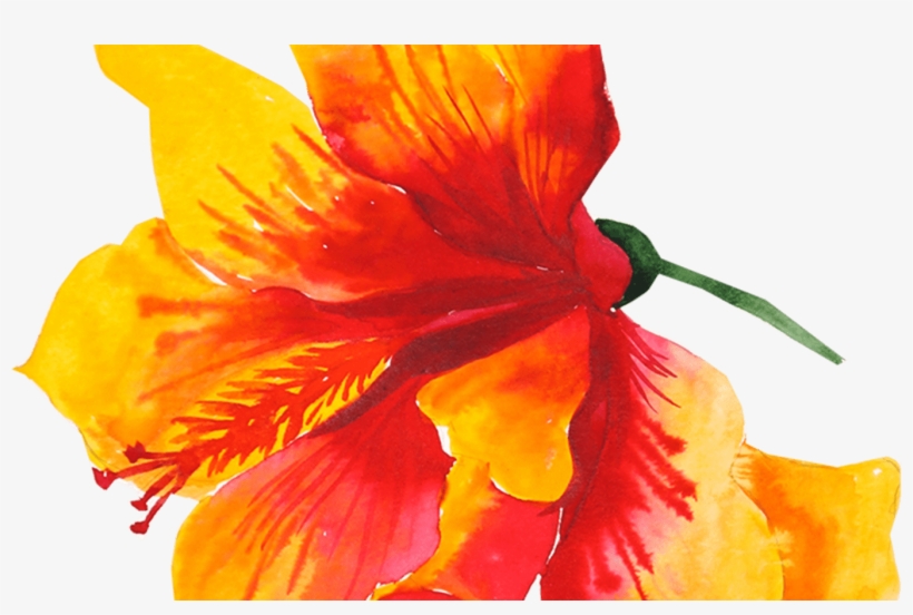 Flower Yellow Watercolor Painting Drawing Aloha 1586*1957 - Boho Chic-hawaiisches Blumen-baumwollthrow-kissen Rundes, transparent png #3261124