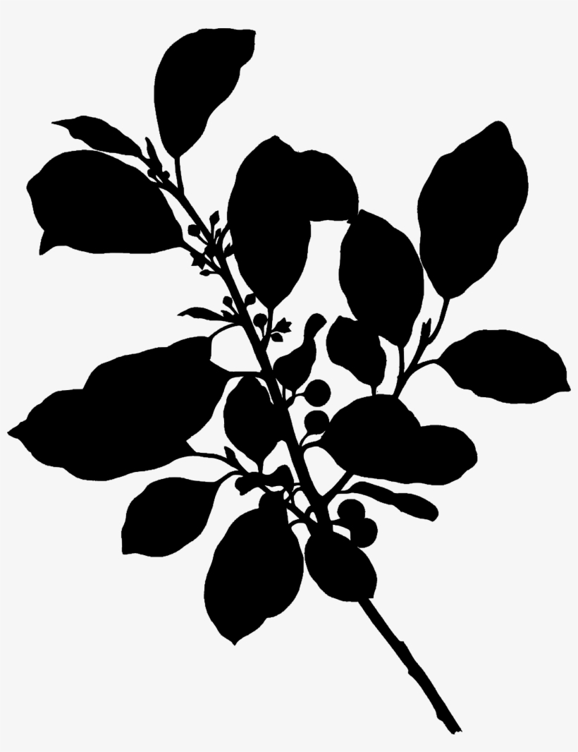Big Image - Rhamnus Frangula Botanica, transparent png #3261423