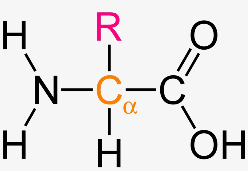 Alpha Amino Ac - Molecule Of Protein, transparent png #3261517