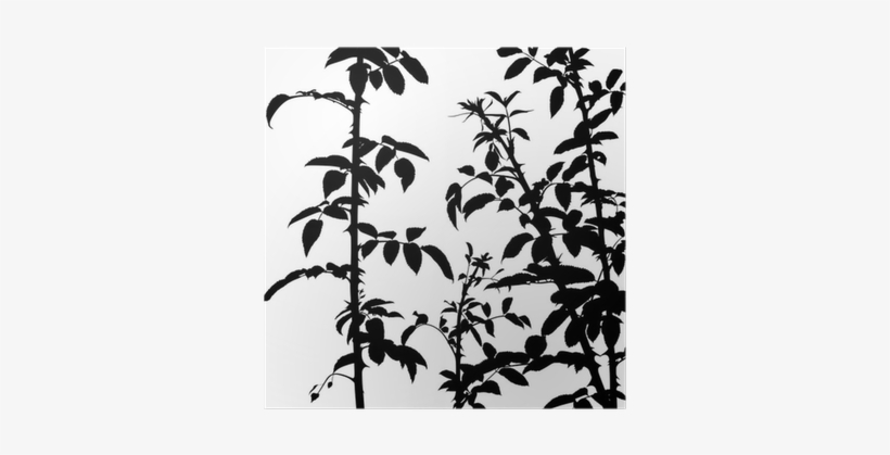Shrub Silhouette, transparent png #3261518
