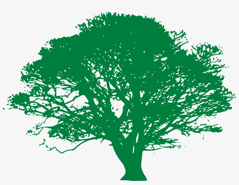 Tree-307149 - Oak Tree With Transparent Background, transparent png #3261519