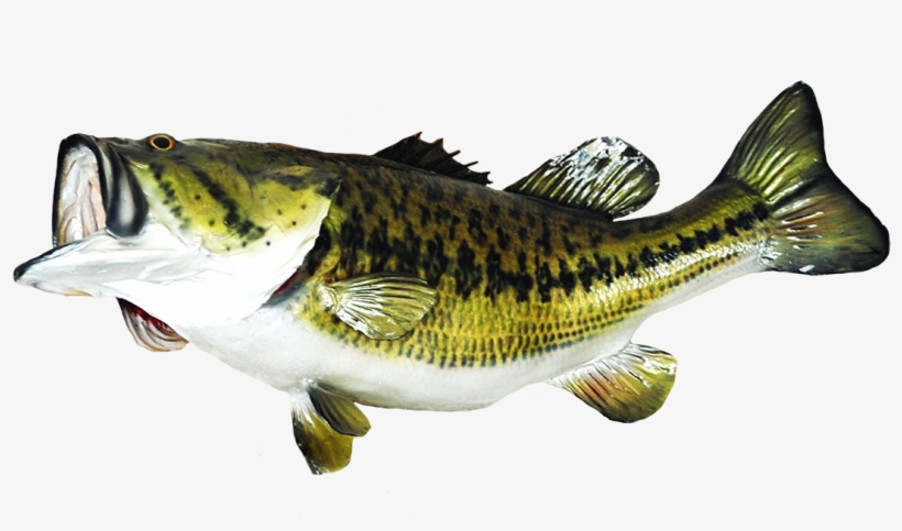 Fish Clip Art - Bass Fish Png, transparent png #3262702