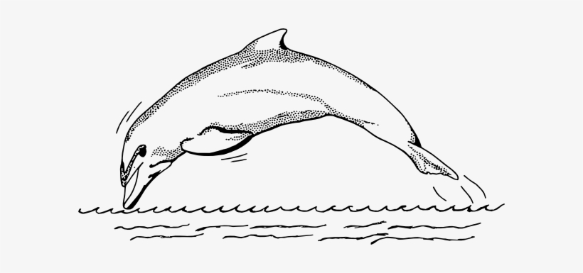Sketch Of Dolphin Fish, transparent png #3262824