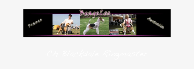 Ch Blackdale Ringmaster - Brittany, transparent png #3262871