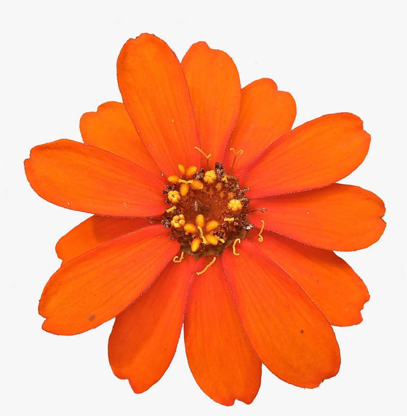 Zinnia Angustifolia, transparent png #3265571
