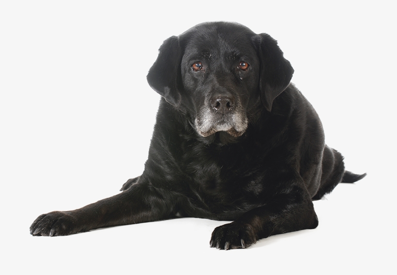 Puppy Adult Senior Dogs, transparent png #3266895