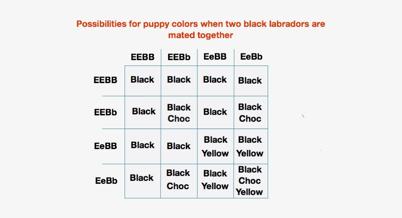 Two Black Labs - Labrador Color Chart, transparent png #3267412