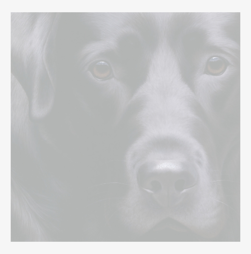 Labrador Retriever, transparent png #3267609
