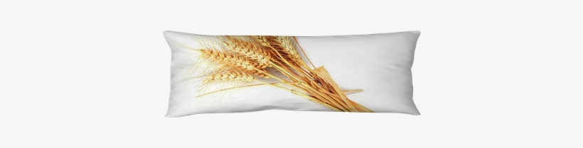Espigas De Trigo Aisladas Sobre Fondo Blanco Body Pillow - Wheat, transparent png #3267885