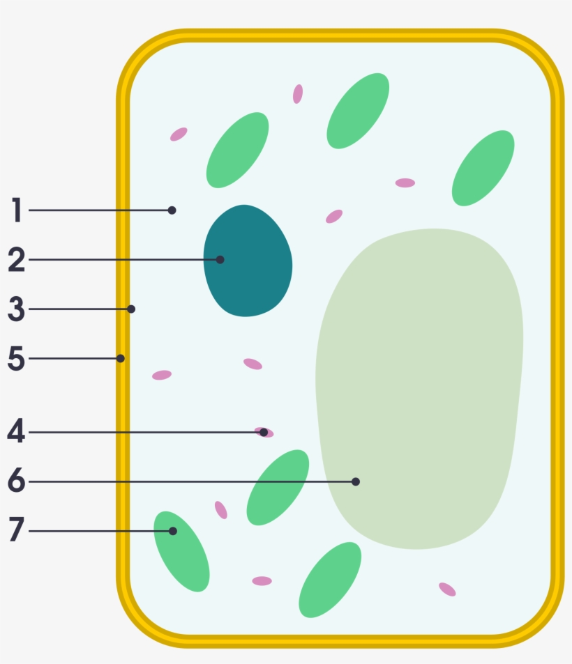 Open - Plant Cell Vs Animal Cell Simple, transparent png #3267934