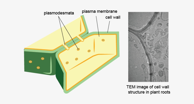 Cell Wall - Plant Cell Membrane And Wall, transparent png #3268003