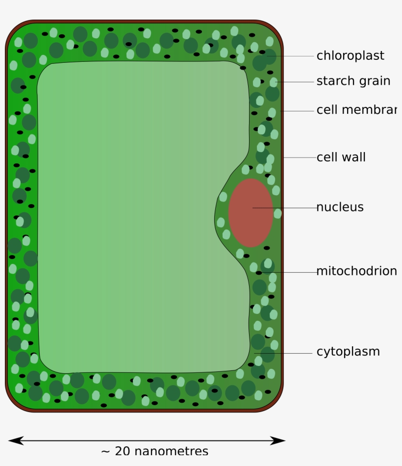 Open - Diagram Of A Palisade Cell, transparent png #3268038