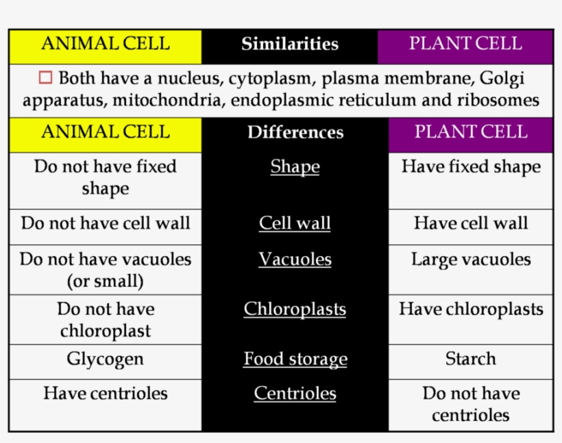 Clipart Resolution 1518*1130 - Tabulation Of Plant And Animal Cell, transparent png #3268141