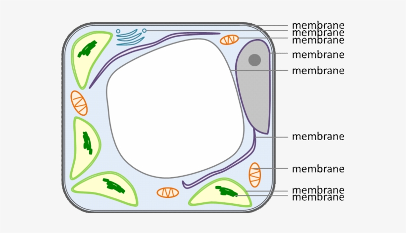 Figure Of A Plant Cell Indicating That Membranes Surround - Average Joe's Gym, transparent png #3268200