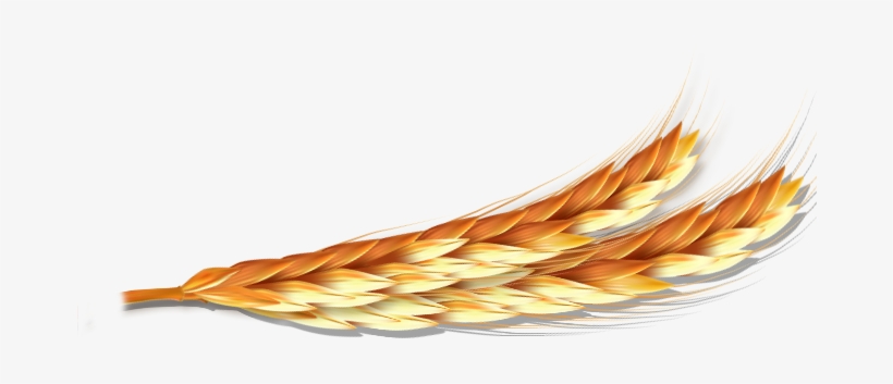 Next - Costumbres Argentinas, transparent png #3268227