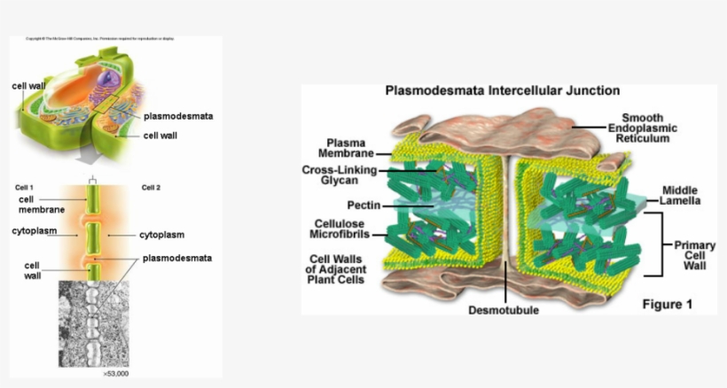Plasmodesmata Location, transparent png #3268329