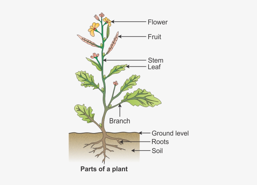 Draw A Diagram To Show The Parts Of A Plant And Label - Draw A Plant And Label Its Parts, transparent png #3268351