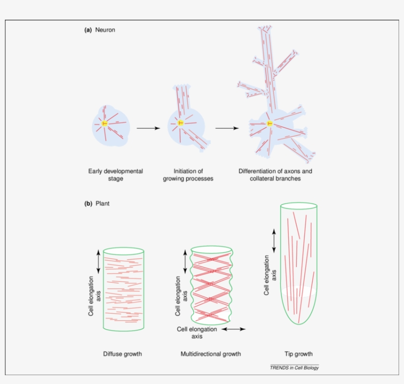 Microtubule Reorganization And Redistribution In Neurons - Microtubule, transparent png #3268370