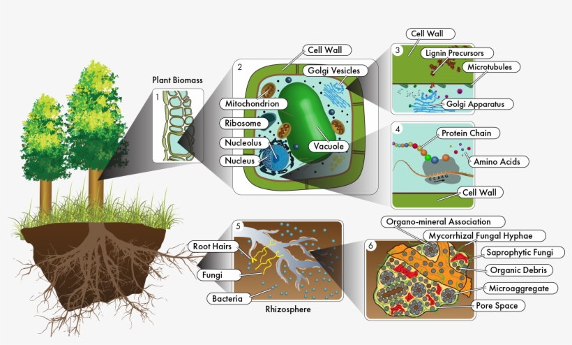 Other New Approaches Suggested Will Provide As Yet - Ecosystem To Molecules Interactions Are Important, transparent png #3268371
