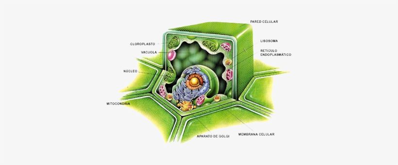 Plant-cell - Estructura Y Funcion De Los Carbohidratos, transparent png #3268402