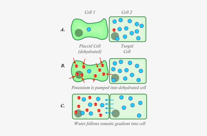 Dehydrated Cell, transparent png #3268526