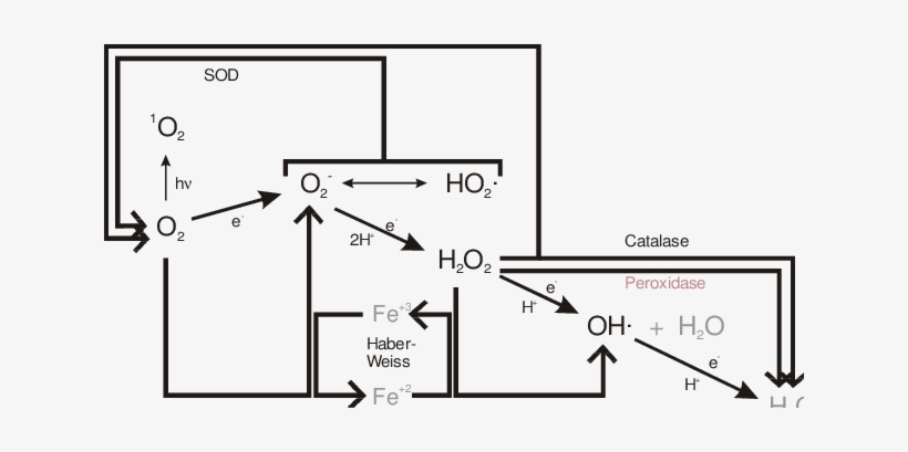Possible Chemical Reactions Involving Ros In The Plant - Diagram, transparent png #3268547