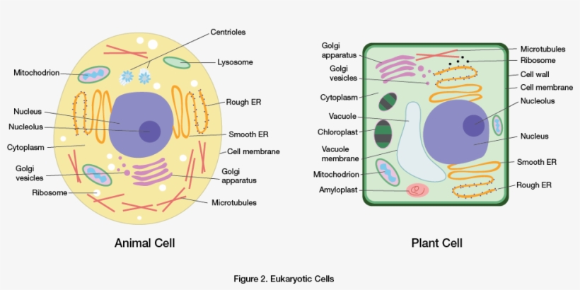 Plant Cell Vesicle - Клетка Растений И Животніх, transparent png #3268586