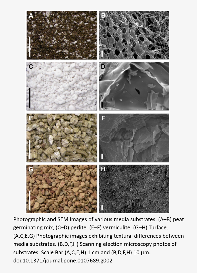In Experiments Requiring The Study Of Larger Plants, - Photograph, transparent png #3268617