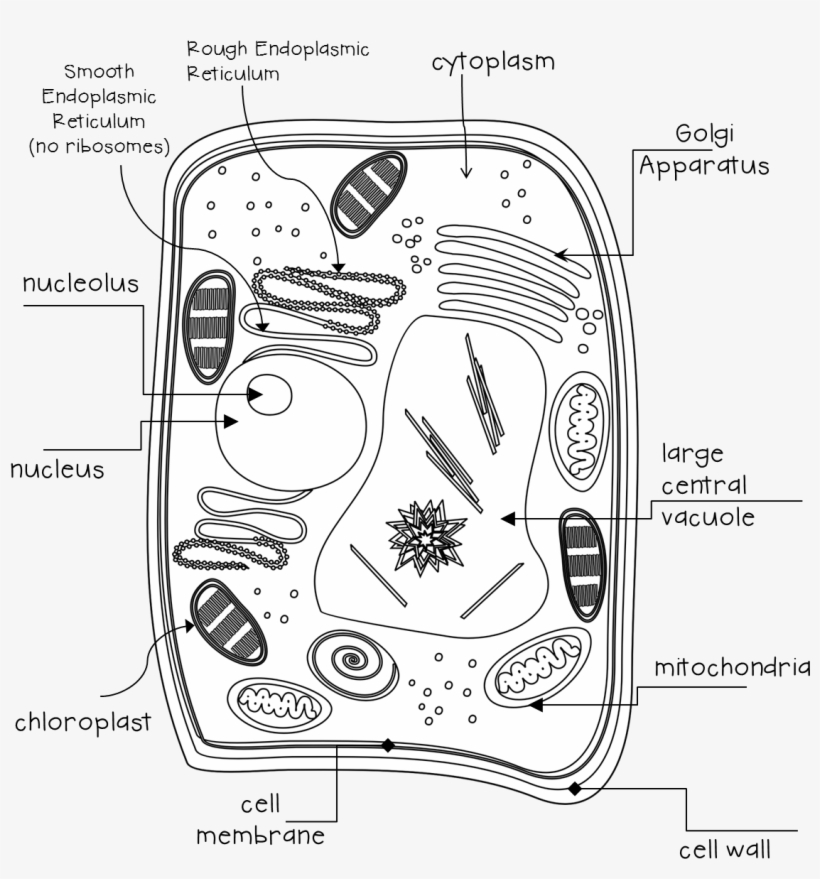They Will Receive A Sheet With The Lines And The Terms - Plant Cell, transparent png #3268674