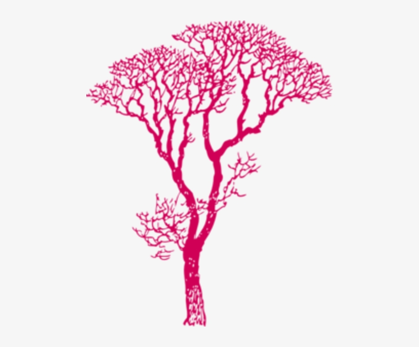 Nature Tree African Dk Pink Image - Gum Tree Silhouette Vector, transparent png #3273177