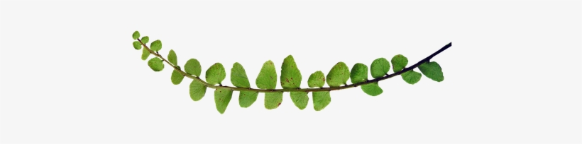 Stock.xchng, transparent png #3274578