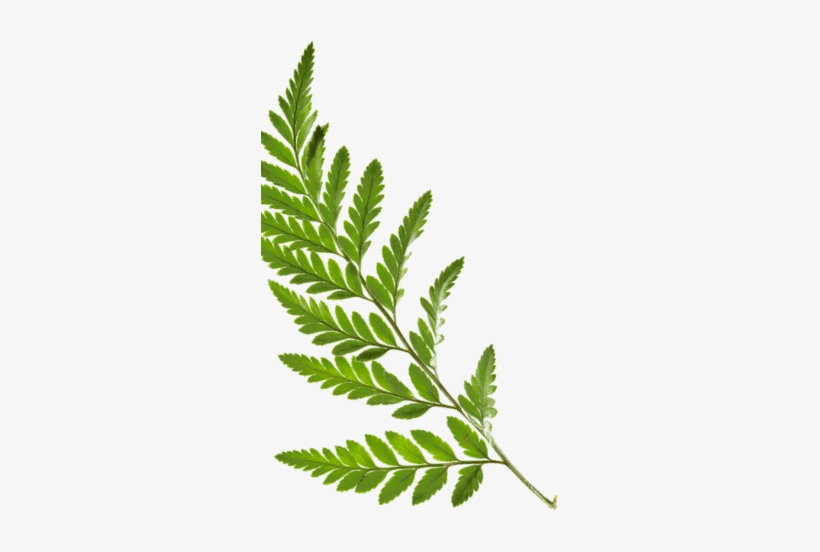 Illustration, transparent png #3275059
