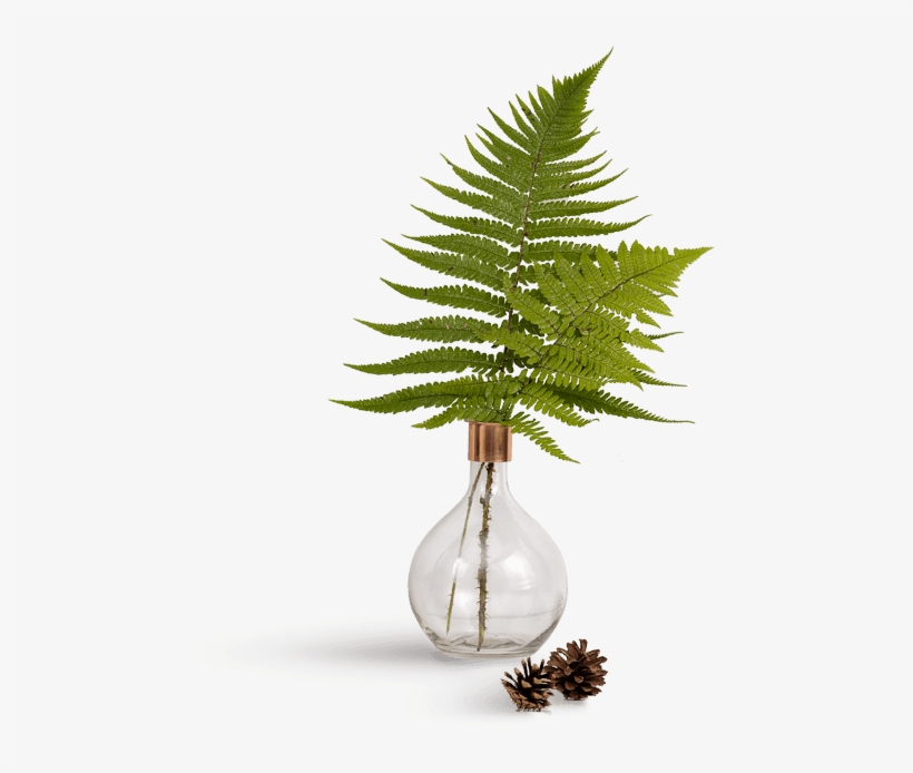 Leaf - Wedding, transparent png #3275137